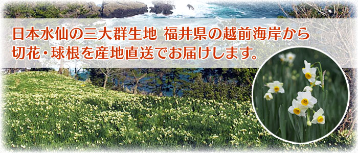 日本水仙の三大群生地 福井県の越前海岸から 切花・球根を産地直送でお届けします。